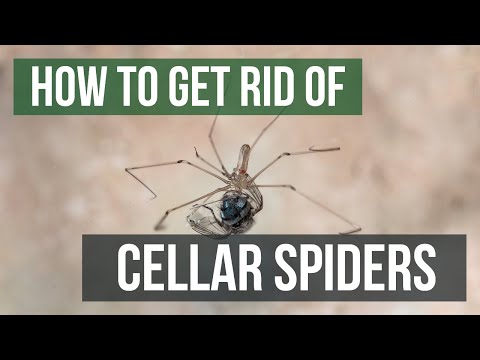 How to Get Rid of Cellar Spiders (Daddy Longlegs Spiders)