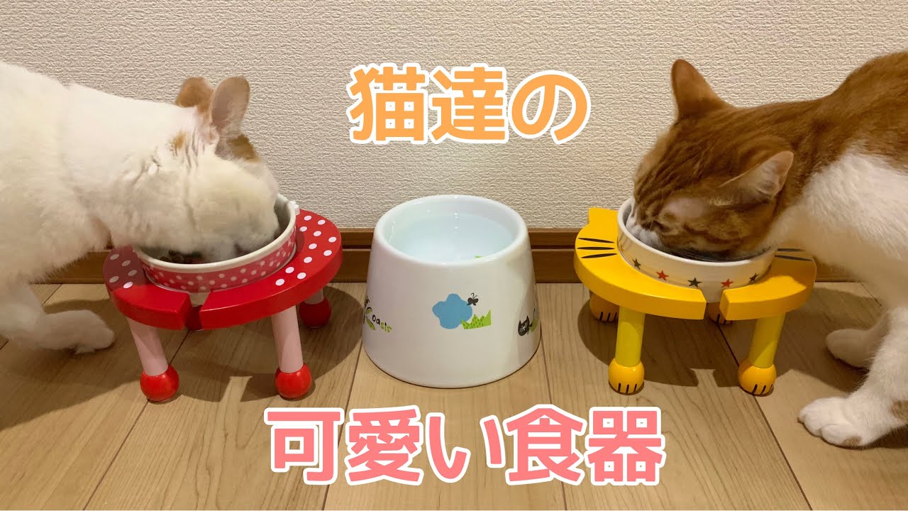 １００均の食器とはおさらば 猫ちゃんの可愛い食器購入 Youtube