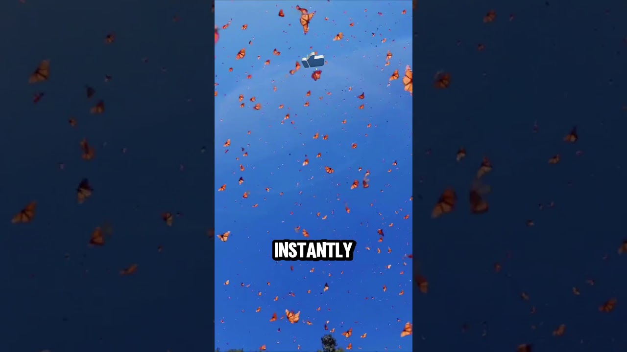 This Colorful Insect Tastes With Its Feet!