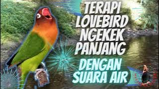 Terapi lovebird Gacor Ngekek Panjang Dengan Suara Air