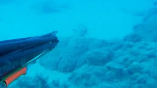 Ak Lagos White Grouper By Senol Dursun