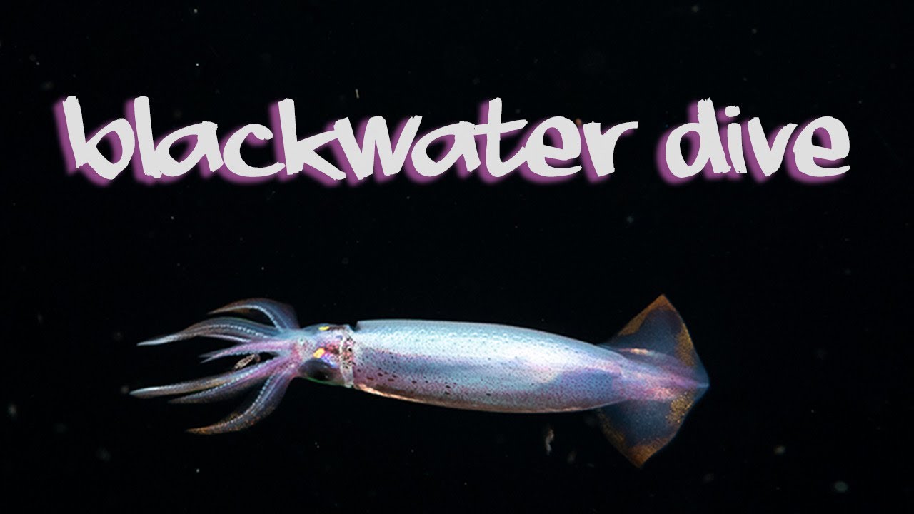 What is Blackwater diving? - An exploration dive in Komodo