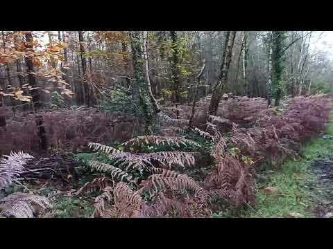A beautiful autumn walk in Creech Woods