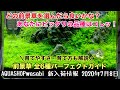 水草水槽の前景草を全６種解説！２０２０年７月８日 AQUASHOP wasabi新入荷情報 キューバパールグラス、ニューラージパールグラス、グロッソスティグマ、ショートヘアーグラス・ADA・初心者