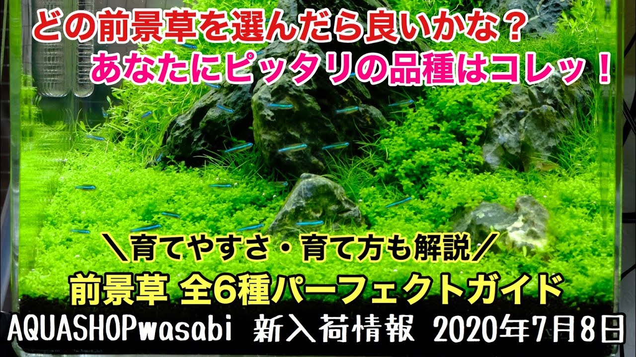 水草水槽の前景草を全６種解説 ２０２０年７月８日 Aquashop Wasabi新入荷情報 キューバパールグラス ニューラージパールグラス グロッソスティグマ ショートヘアーグラス Ada 初心者 Youtube