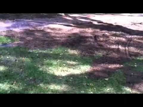 How To Landscape A Root Filled Sloping Lawn?