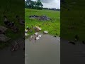 Desi Duck, chicks and fertile eggs available, only desi. howrah amta