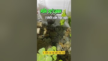 5 Bước Cần Làm Khi Nuôi Rùa Kiểng Mùa Lạnh - Nuôi cá dưỡng tâm