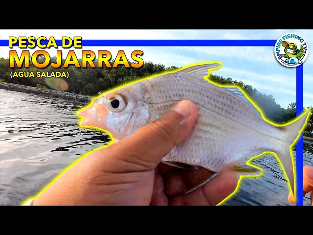 Las mejores ofertas en Ganchos de pesca Agua salada Mustad Mojarra