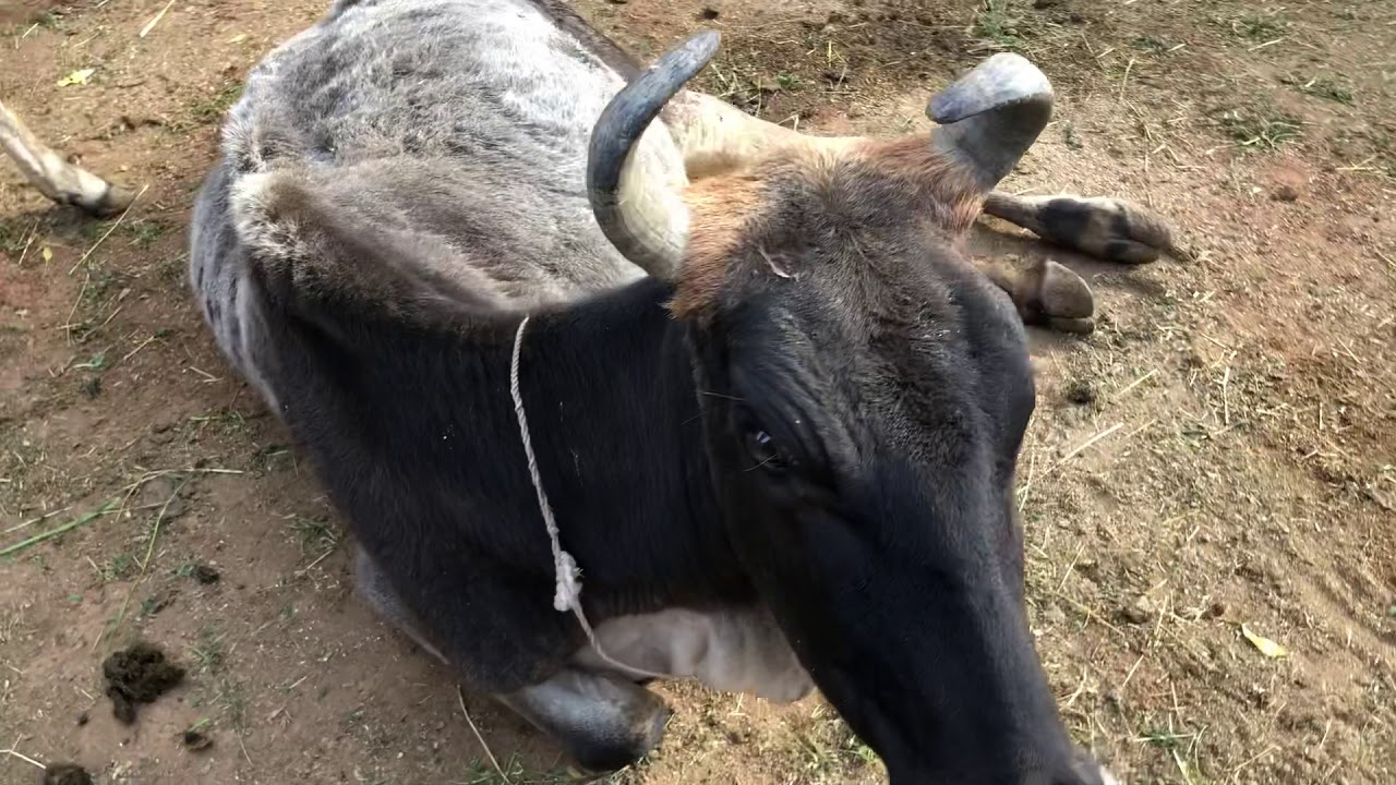 Animal Aid India - Cow born with no ears (Anotia)