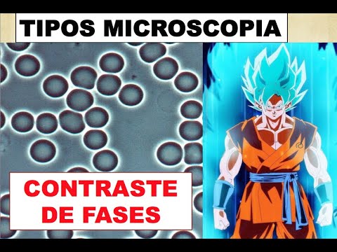 Vídeo: On es va inventar el microscopi de contrast de fase?