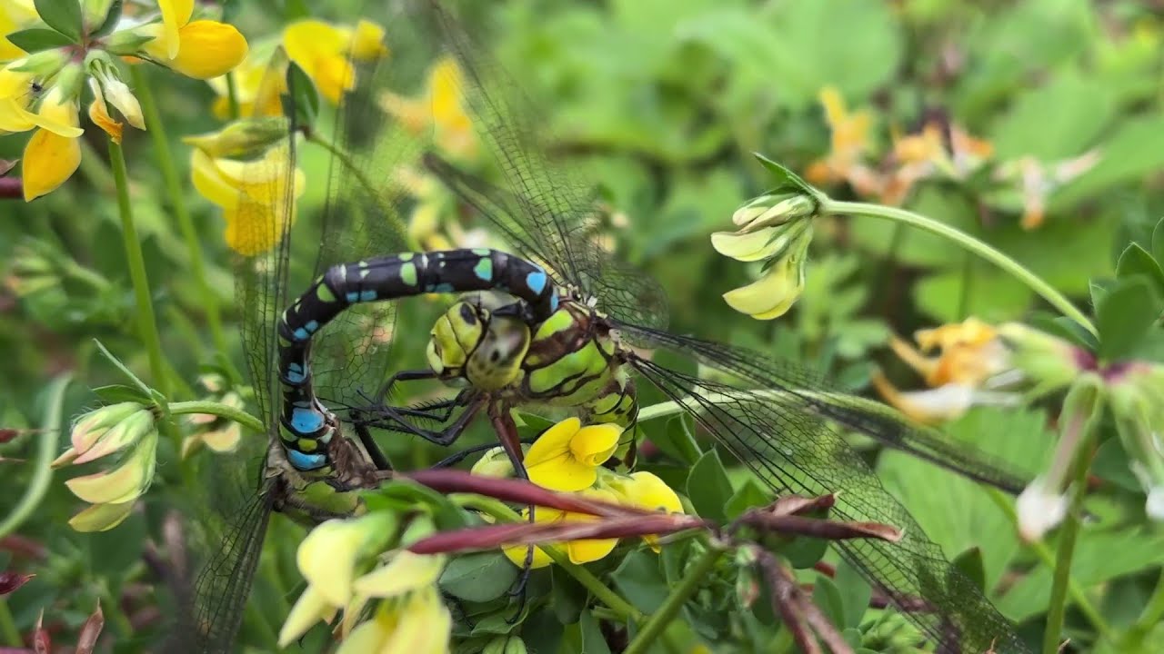 Haben Sie sich in letzter Zeit auch die Augen gerieben – bez. der Entwicklungen auf dem Planeten?