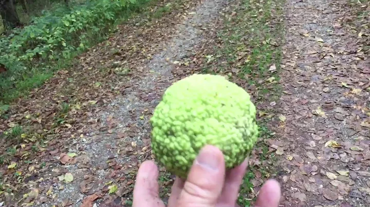 C&O Canal Towpath Hancock to Harpers Ferry