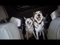 Husky Puppy REACTS to Drive Thru Car Wash For The First Time Ever With His Dad..