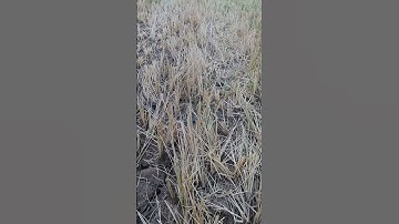Chase snakes in the fields with the camera #shorts