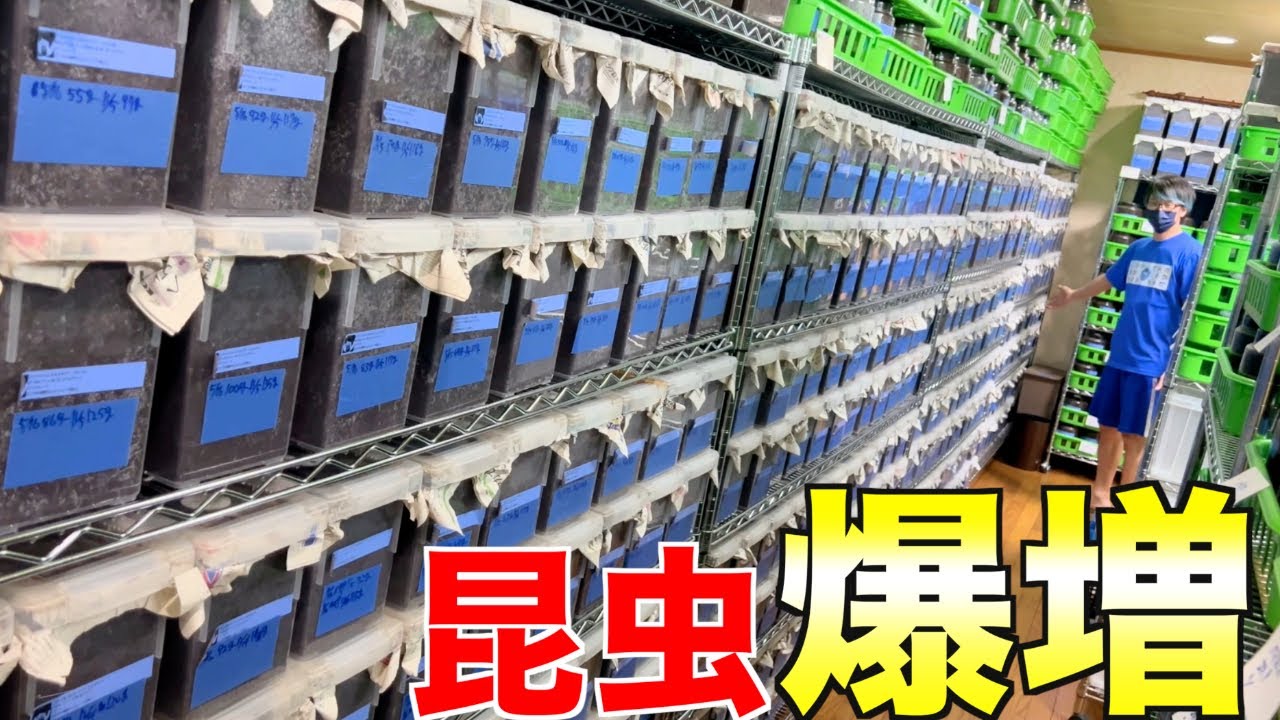 １年ぶりに訪れたクワカブ城の激変ぶりがやばすぎた！！！