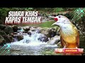 Masteran Kapas Tembak Dengan Suara Air Terbaru || Terapi Air Burung Kapas Tembak Macet Bunyi