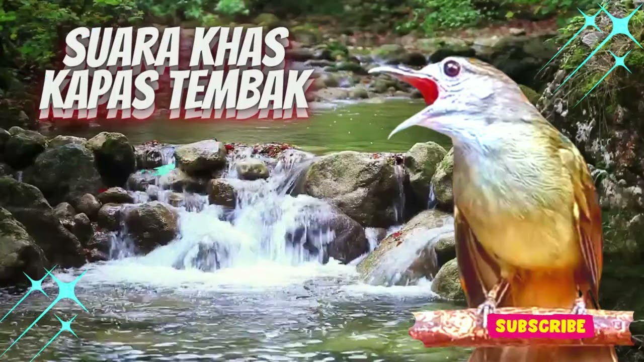 Masteran Kapas Tembak Dengan Suara Air Terbaru || Terapi Air Burung Kapas Tembak Macet Bunyi