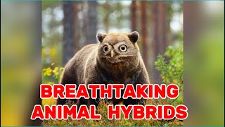 10 Breathtaking Animal Hybrids of the Wild Animals