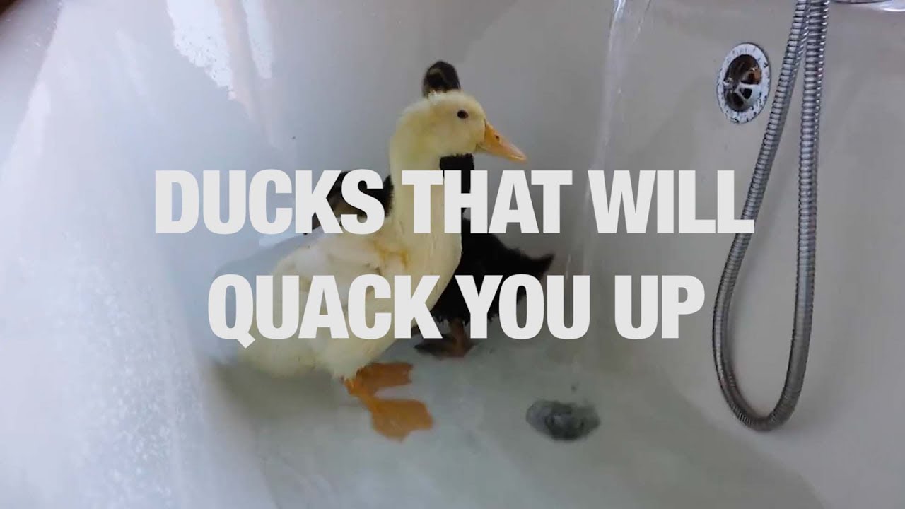 Ducks That Will Quack You Up - YouTube