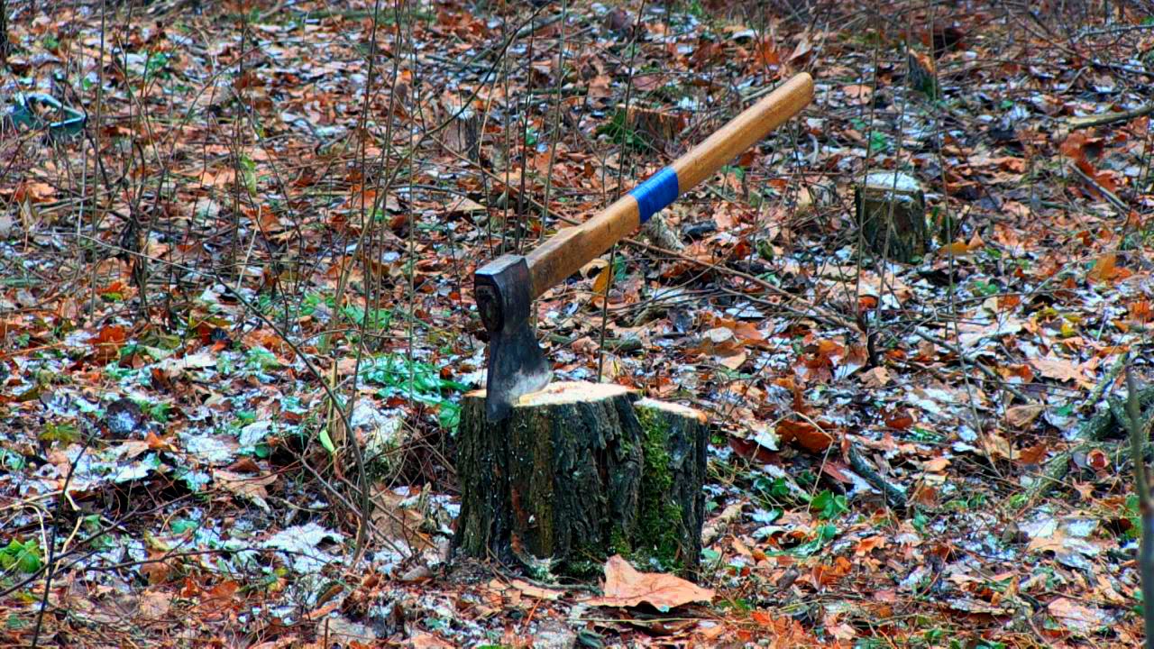 Під Житомиром невідомі рубали дерева на території військового лісгоспу - Житомир.info