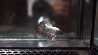 Juvenile Silver Copper Crowntail Plakat Ctpk Male Betta Fish