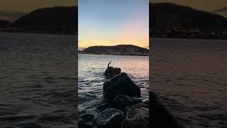 Staffordshire Bull Terrier Evening Walk By The Sea