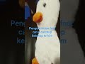 omg penguin is faster than u all what should u do /May 5 2026/ #fast #penguin #canyouketchup