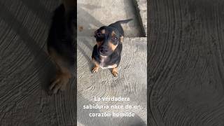 La verdadera sabiduría nace de un corazón humilde.#Fe.🙏🏻🙏🏻🙏🏻🙏🏻