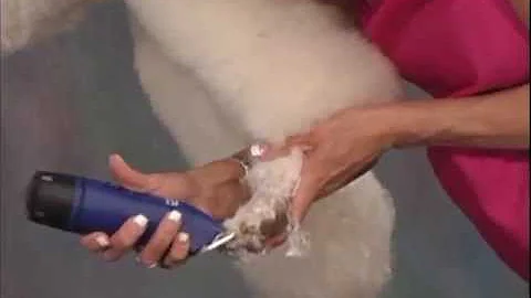 How to Groom a Poodle   Jodi Murphy Instructional ...