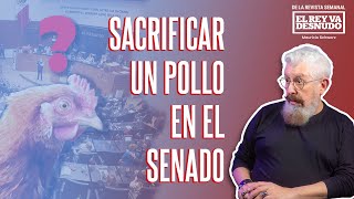 Revista - Un sacrificio animal en el senado subraya el descontrol del poder y las leyes en México