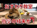 豆柴の仔犬ふくにおすわりを教えていたら・・・ #5