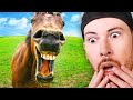 Reacting to the WEIRDEST Horse Videos