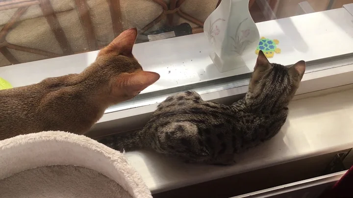 Video 1330471: bengal abyssinian, abyssinian kitten, kitten chasing