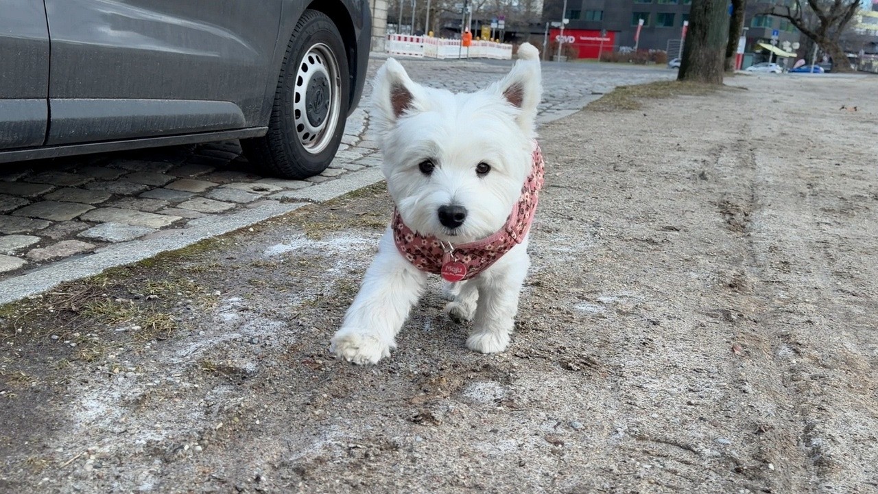 베를린에 사는 웨스티의 하루 | 카페, 지하철, 파티까지?