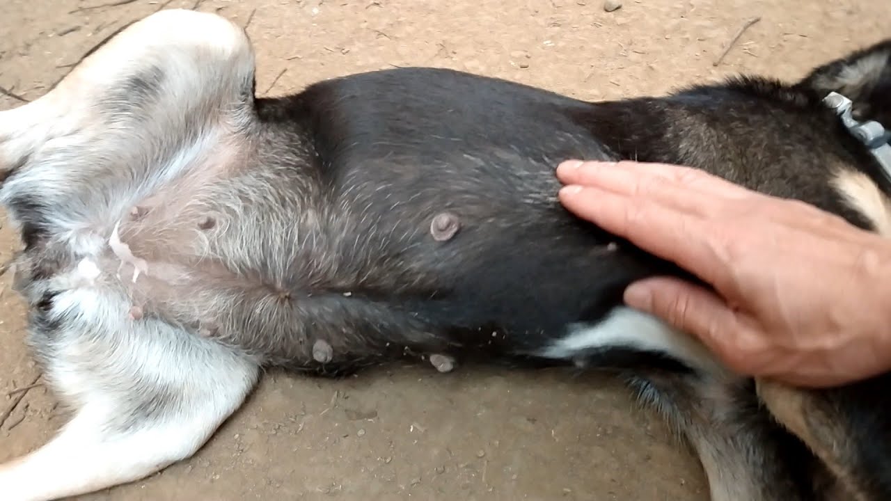 5th week of pregnancy for dogs.