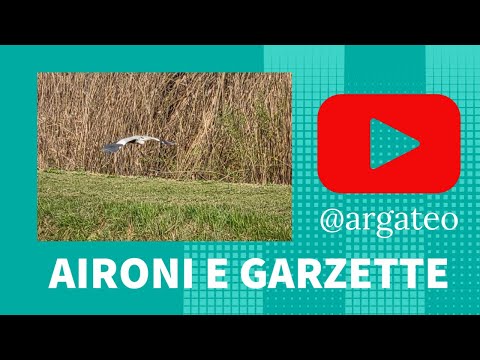 Video: Differenza Tra Garzette E Aironi