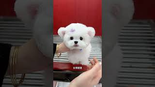 This Bichon Frize Is A Bit Cute. The Bearish One Among The Bears Is So Good-Looking. The Bichon Fri