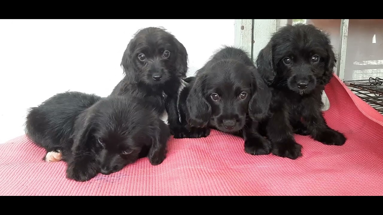 Beagle + Poodle Puppy Adopted - 2 Months, Beagle Mixed Poodle from Seri ...