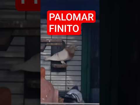 EN EL PALOMAR DE JUAN FINITO DE UTRERA Y SU JIENENSES #shortvideo