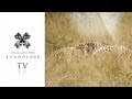 The Ultimate Male Leopard Fight - Amazing Footage - Londolozi