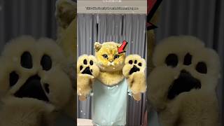 Naughty Owner's Cutest Apology to Cats😍❤️#facts​ #viral​ ​ ​ #shorts​ .
