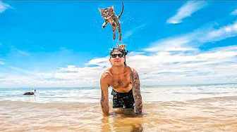 Surviving On Tiger Shark Beach With My Kittens thumbnail