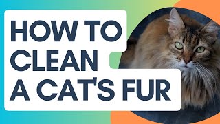 كيفية تنظيف فراء القطط / العناية بالقطط / العناية بالقطط والكلاب screenshot 1