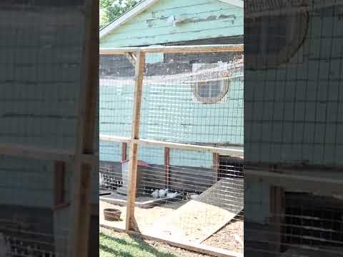Vodka the Great Pyrenees checking on his flock of young birds. #cute #cuteanimals #animals #dog