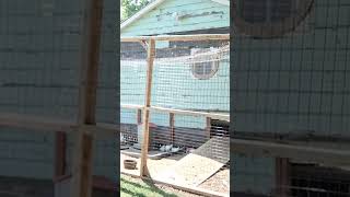 Vodka the Great Pyrenees checking on his flock of young birds. #cute #cuteanimals #animals #dog