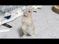 子うさぎを家族にお迎えしました