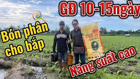 Cách bón phân cho cây bắp (cây ngô) đạt năng suất cao