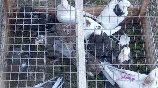 #Pigeons.Тренировка и проверка пищалок.