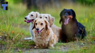 57 Super Cute Dachshund Dogs